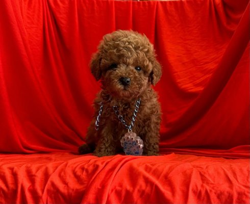 Safkan Toy Poodle Yavrularımız