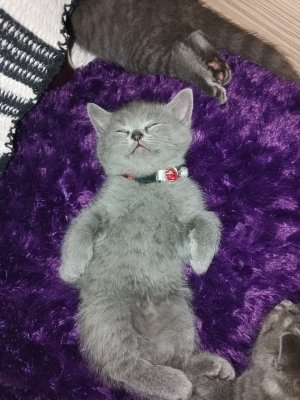 Eviniz için uygun oyuncu kedi