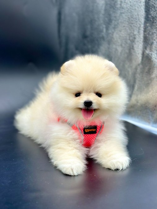 Sevimli Pomeranian Boo Yavrularımız
