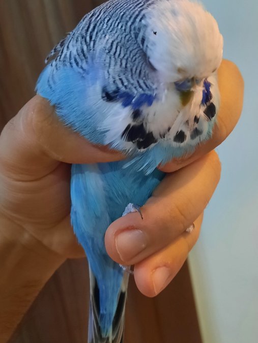 Show Jumbo Muhabbet Vasifli