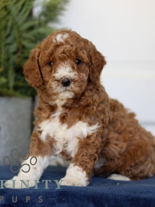 Mini boy puppy kıpkırmızı ev üretimi  TOOY POODLE