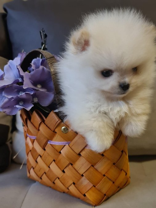 Pomeranian Boo BabyFace Yavrularımız