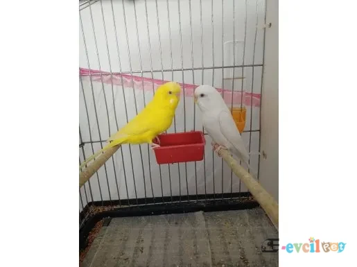 Albino ve lutino cinsi muhabbet takım