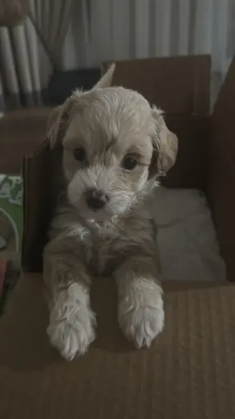 Maltipoo 3aylık yavru iç dış aşıları tam detaylı bilgi verilir - KARTAL / İSTANBUL