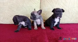 Çok tatlı Fransız Bulldog yavruları