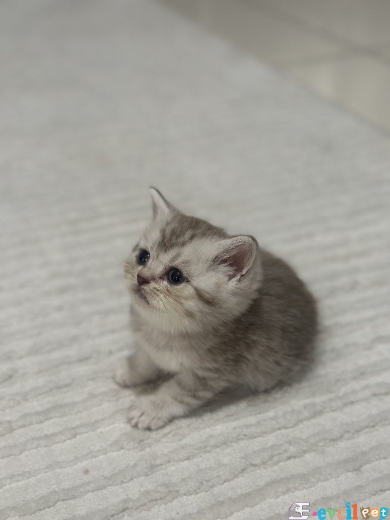 BRİTİSH SHORTHAİR YAVRULAR 2 AYLIK