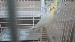 Cicikuş diyebiliyo bi kaç kelime söylüyor