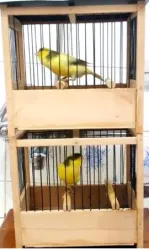 ORİJİNAL IRK SAĞLAM ÖTÜM KANARYASI HARZ ROLLER!