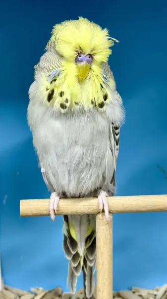 Show Jumbo Muhabbet Kuşları - GÜNGÖREN / İSTANBUL