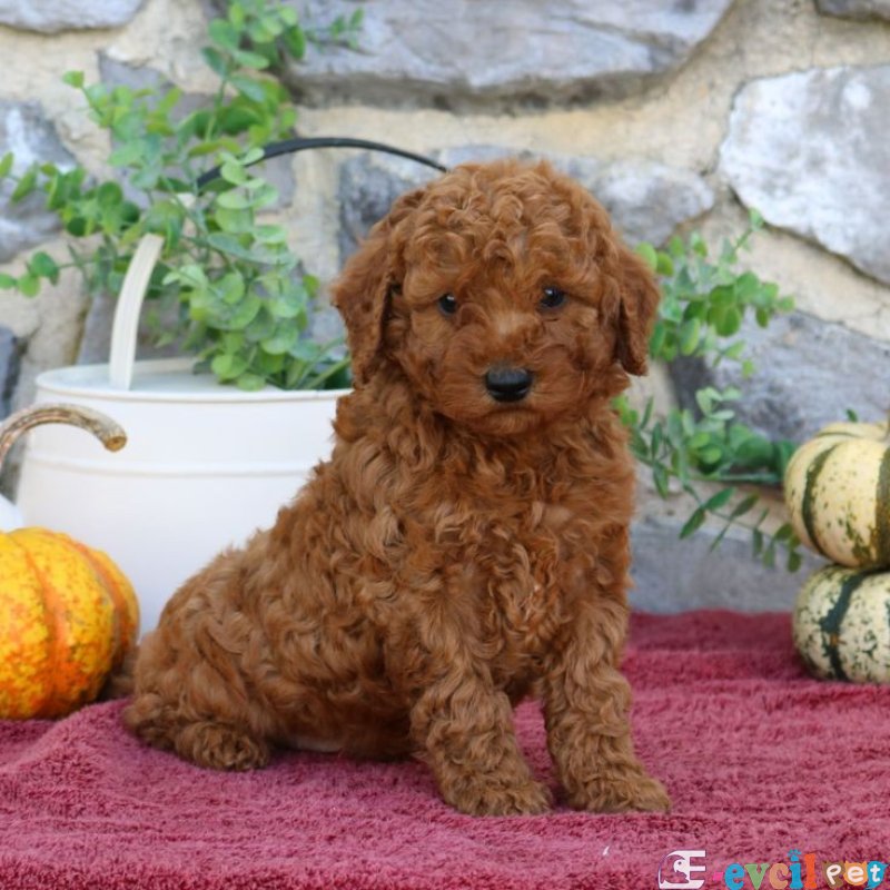 TOOY POODLE YAVRUMUZ 0 TEACUP