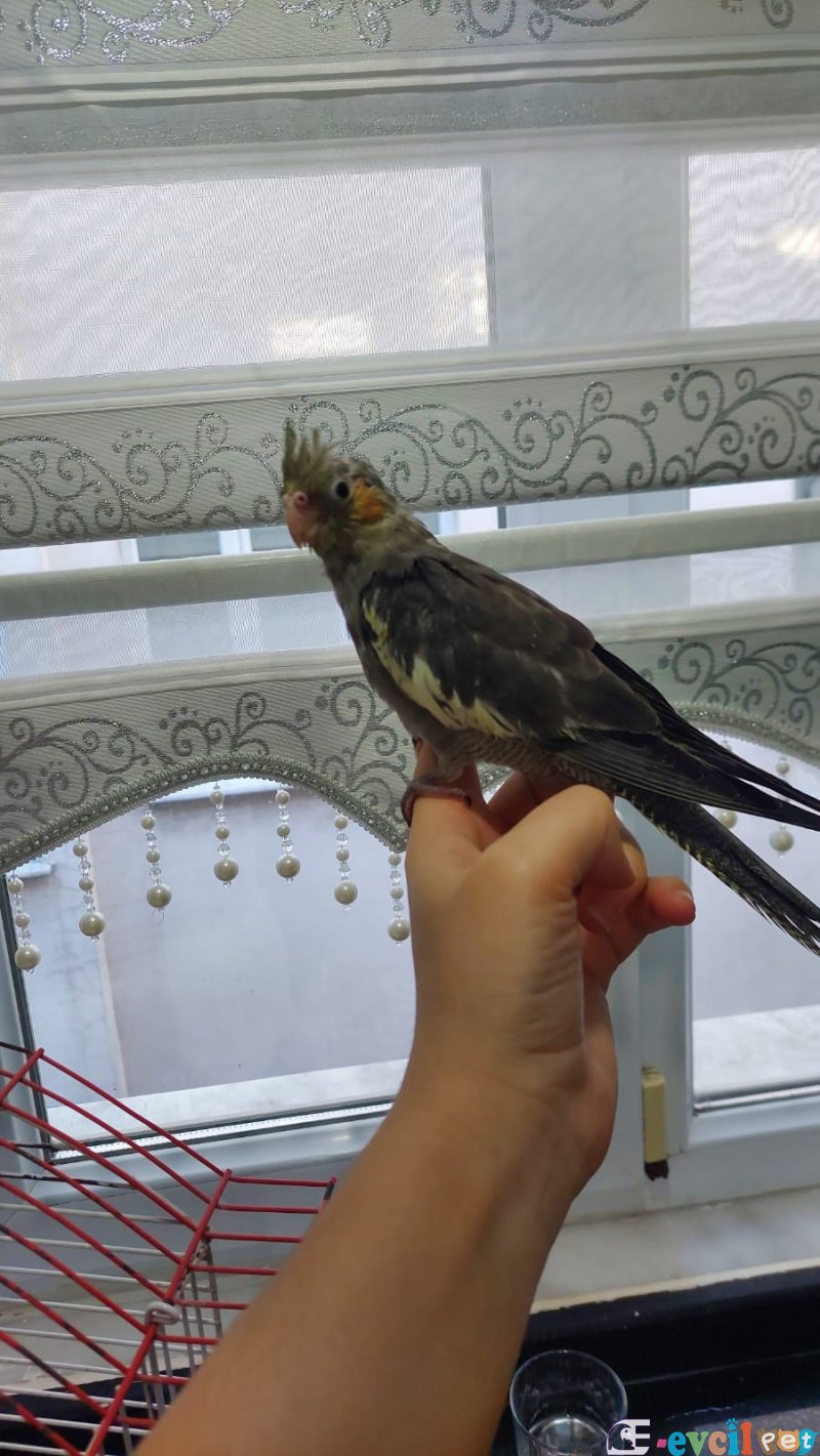 2 aylık Sultan papağan