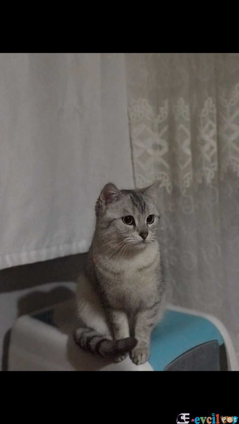 british shorthair