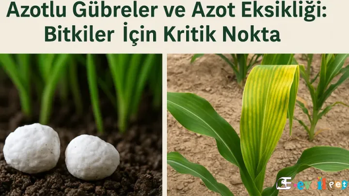 Azotlu Gübreler ve Azot Eksikliği: Bitkiler İçin Kritik Nokta