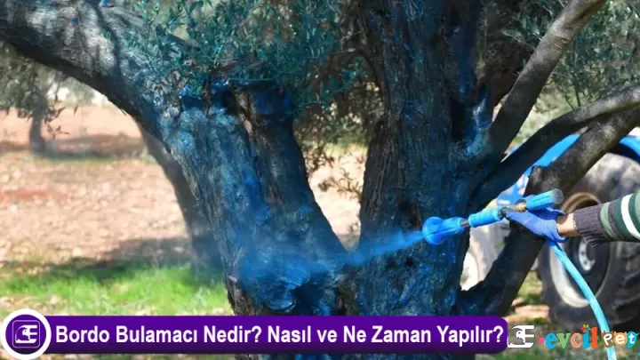 Bordo Bulamacı Nedir? Nasıl ve Ne Zaman Yapılır?