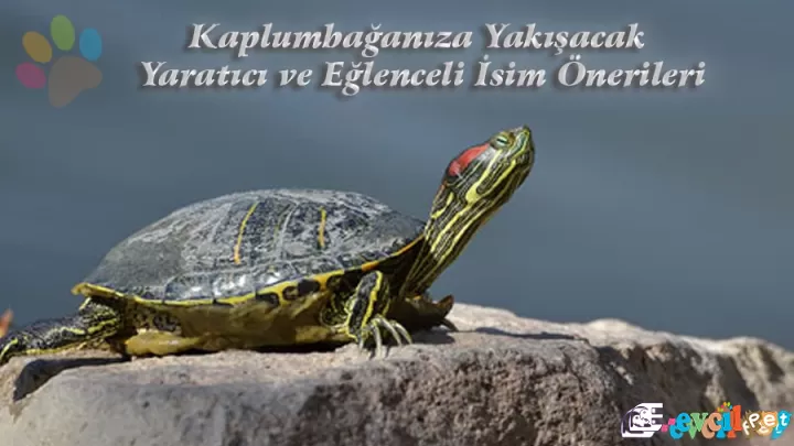 Kaplumbağanıza Yakışacak Yaratıcı ve Eğlenceli İsim Önerileri