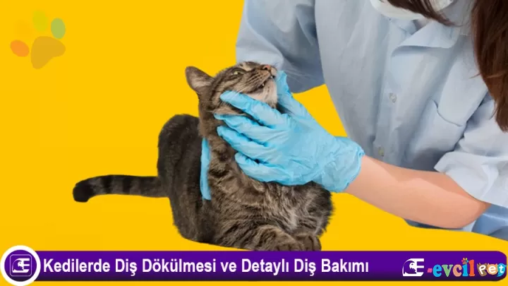 Kedilerde Diş Dökülmesi ve Detaylı Diş Bakımı