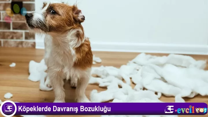 Köpeklerde Davranış Bozukluğu