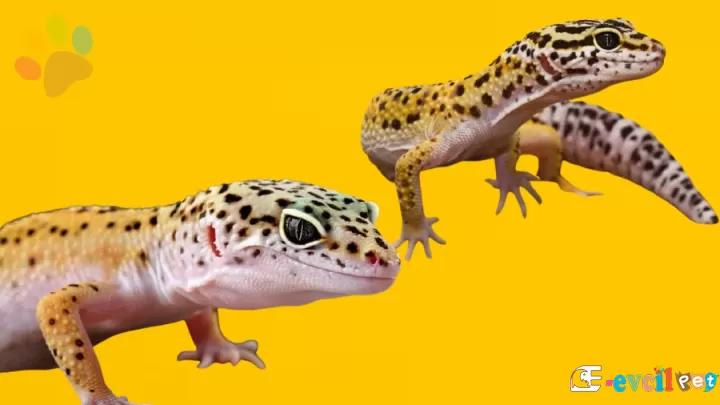 Leopar Gecko Bakımı: Barınma, Beslenme ve Sağlık İpuçları