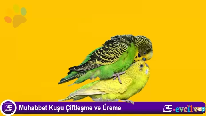 Muhabbet Kuşu Çiftleşmesi