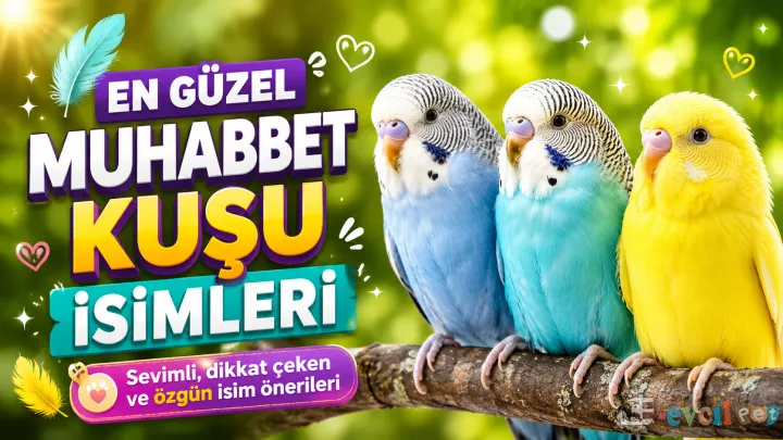 En Popüler Erkek ve Dişi Muhabbet Kuşu İsimleri