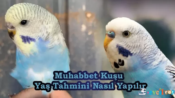 Muhabbet Kuşu yaş tahmini