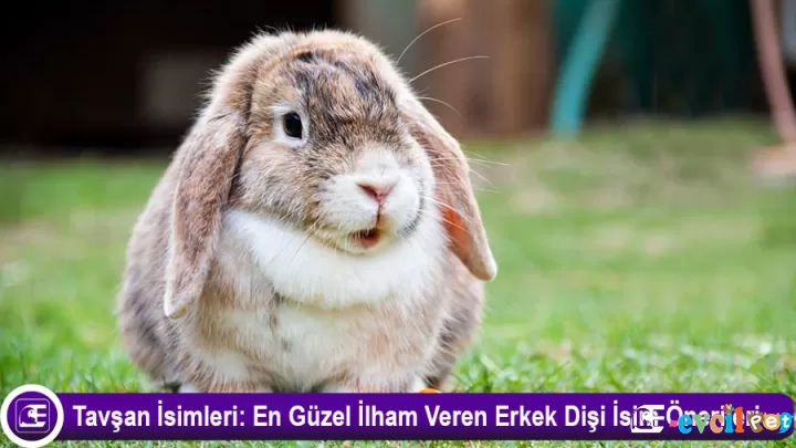 Tavşan İsimleri: En Güzel İlham Veren Erkek Dişi İsim Önerileri