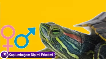 Kaplumbağa Cinsiyet Ayrımı Nasıl Yapılır?