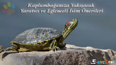 Kaplumbağanıza Yakışacak Yaratıcı ve Eğlenceli İsim Önerileri