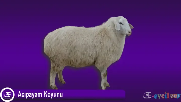 Acıpayam Koyunu