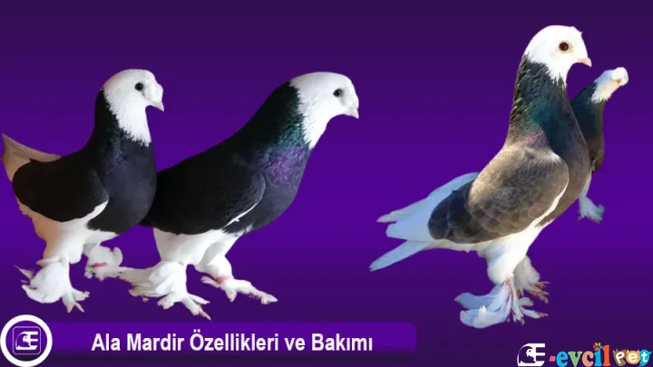 Ala Mardin
