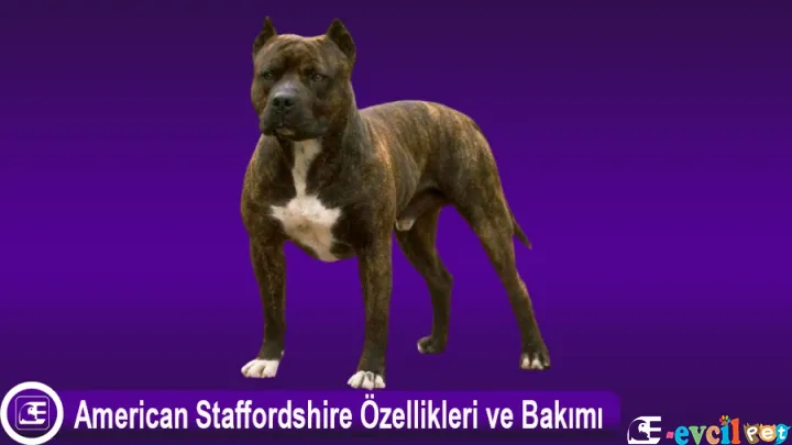 American Staffordshire (Pit Bull)