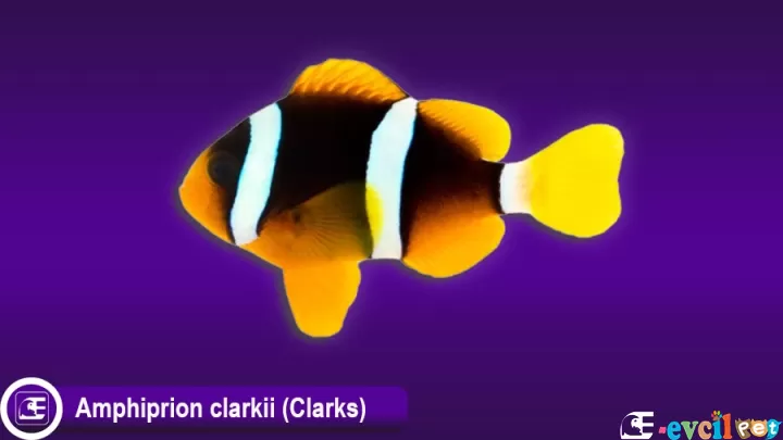 Amphiprion clarkii (Clarks)