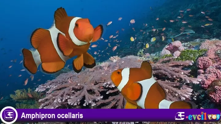 Amphipron ocellaris (Palyaço Balığı)