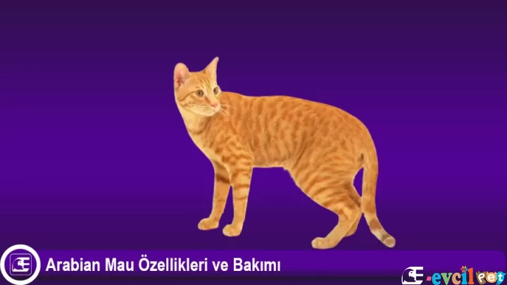 Arabian Mau