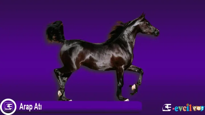 Arap Atı