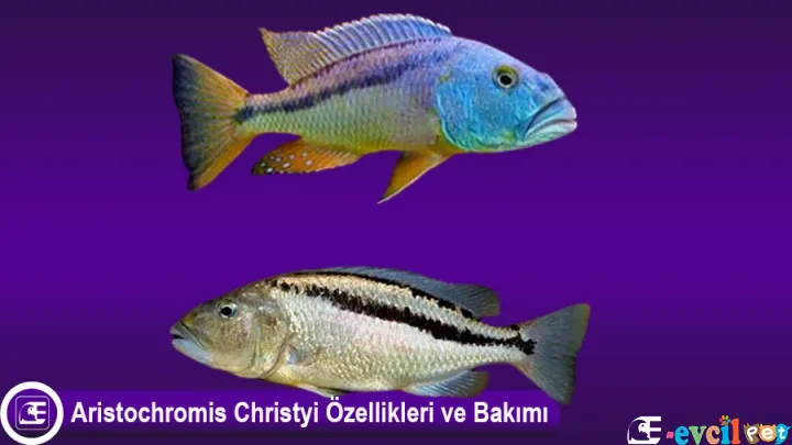 Aristochromis Christyi