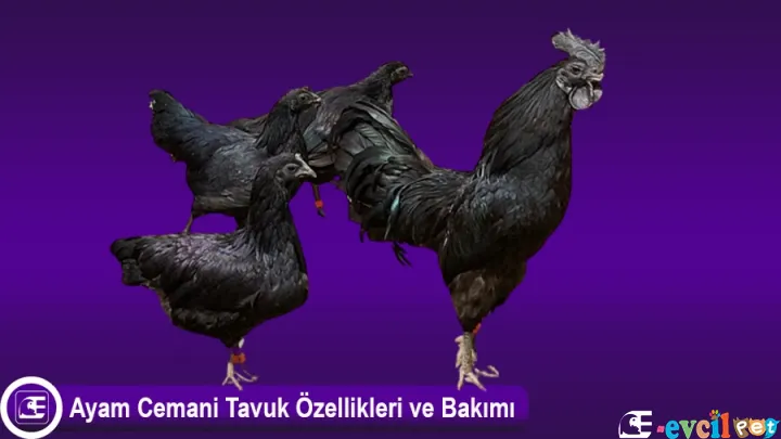 Ayam Cemani