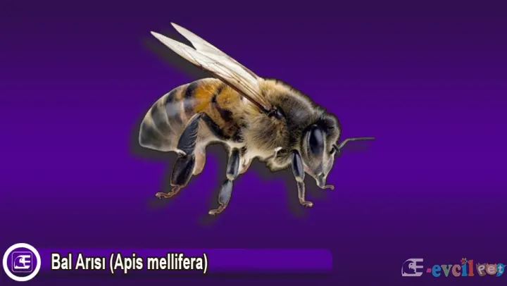 Bal Arısı (Apis mellifera) Nedir? Özellikleri ve Önemi