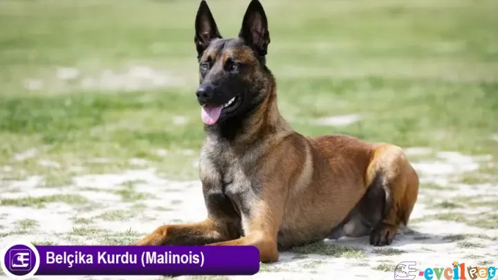 Belçika Kurdu (Malinois)