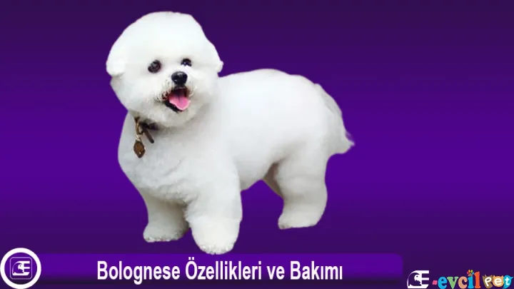 Bolognese Özellikleri ve Bakımı