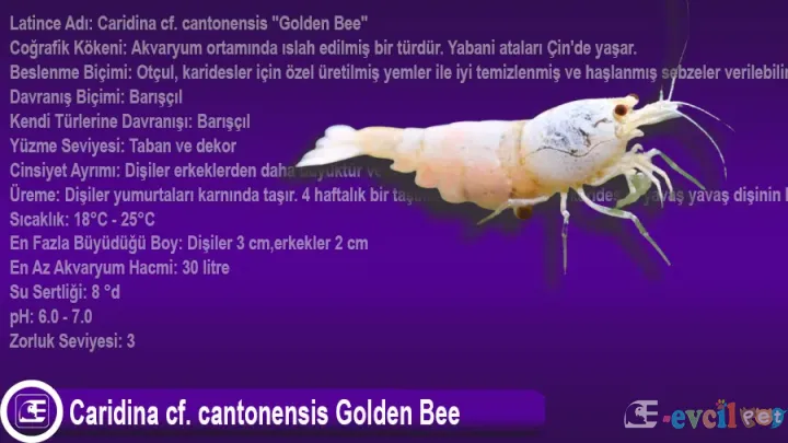 Caridina cf. cantonensis Golden Bee