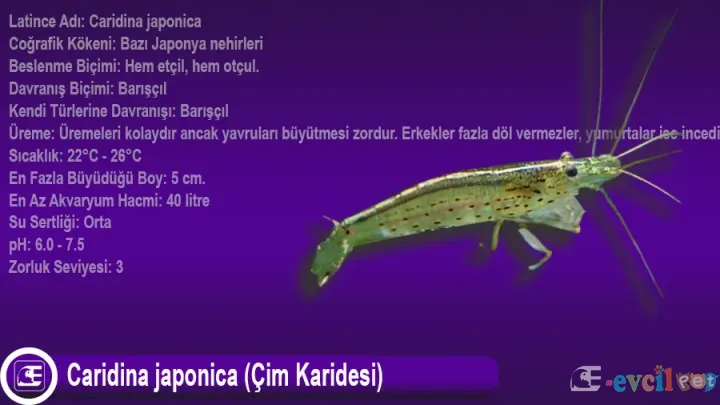 Caridina japonica (Çim Karidesi)