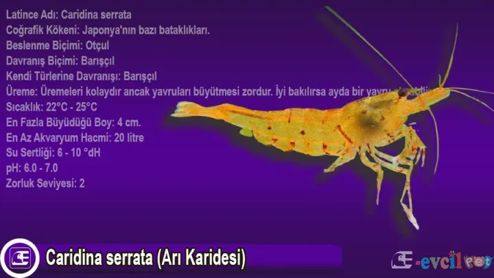 Caridina serrata (Arı Karidesi)