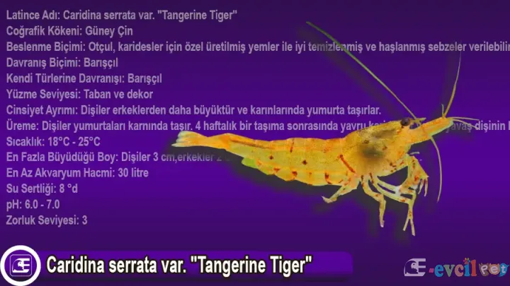 Caridina serrata var. Tangerine Tiger