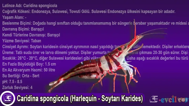 Caridina spongicola (Harlequin - Soytarı Karides)