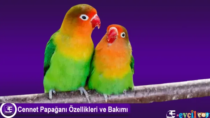 Cennet Papağanı (Aşk Kuşu)