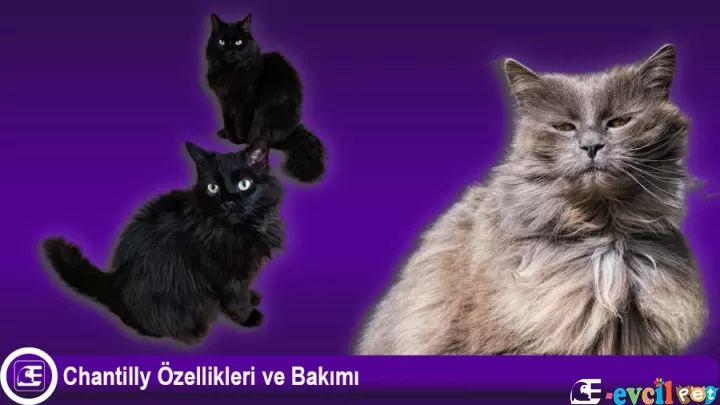 Chantilly Özellikleri ve Bakımı