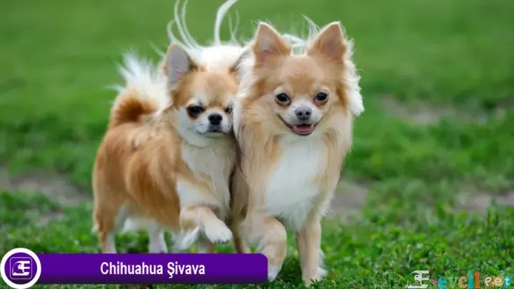 Chihuahua (Şivava)