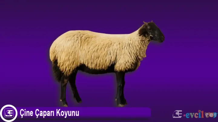 Çine Çaparı Koyunu
