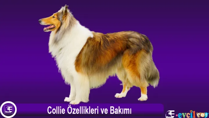 Collie Özellikleri ve Bakımı